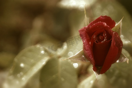 红玫瑰花蕾古