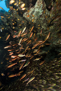 红海中的玻璃鱼和燧发鱼。