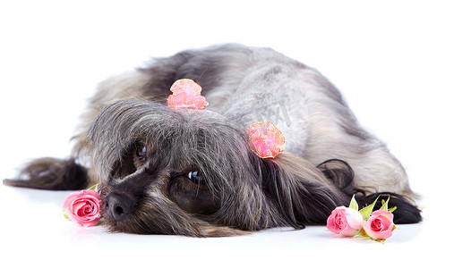 装饰纯种毛茸茸的小狗和玫瑰。