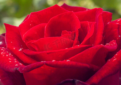 花园雨滴中的红玫瑰