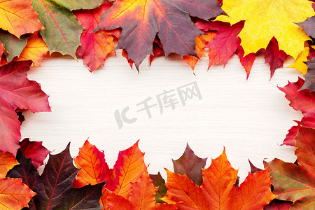 孤立在白色背景上的秋天枫叶的框架