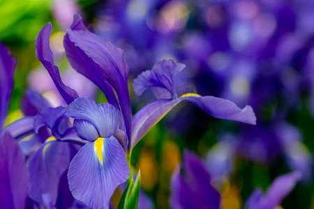 紫色花朵背景水平全长特写镜头