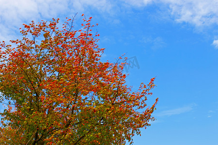风树叶风摄影照片_秋天颜色的樱桃植物