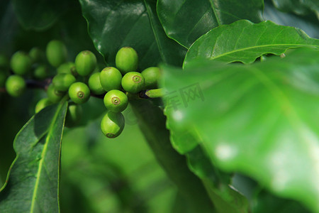 植物上的咖啡豆