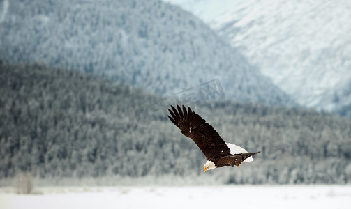ppt免费年会颁奖摄影照片_飞翔的白头鹰。