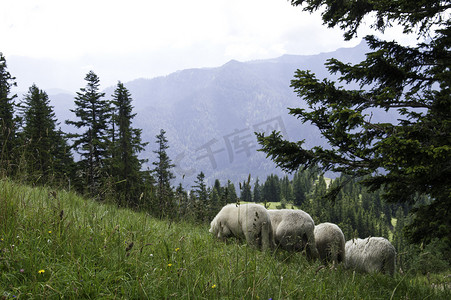 欧洲牧场的羊群