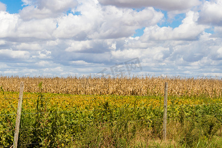 种满大豆和玉米的田地准备收割
