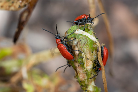 动物王国摄影照片_百合叶甲虫 Lilioceris lilii