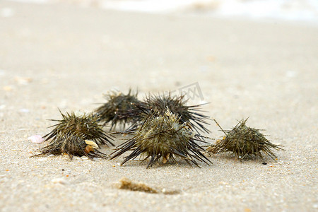 海胆 (Arbacia lixula) 在海滩上。