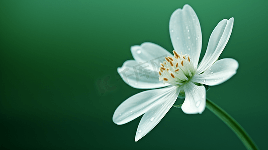 绿底白花
