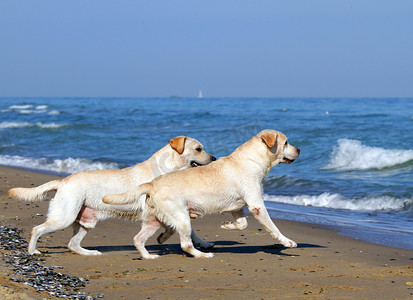 奔向大海的两只黄色拉布拉多犬