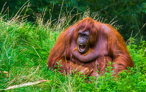 婆罗洲摄影照片_婆罗洲猩猩发出声音并露出牙齿的有趣特写肖像，婆罗洲极度濒危的灵长类动物