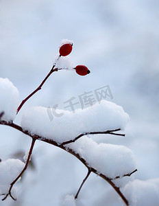 雪中​​的浆果