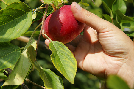 手在树上摘苹果