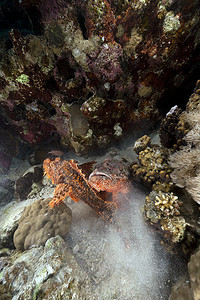 海底鱼背景摄影照片_两条蝎子鱼在红海打斗。