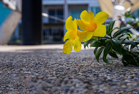 花园露台石地板上的黄色金喇叭花或 Allamanda Cathartica，背景模糊。