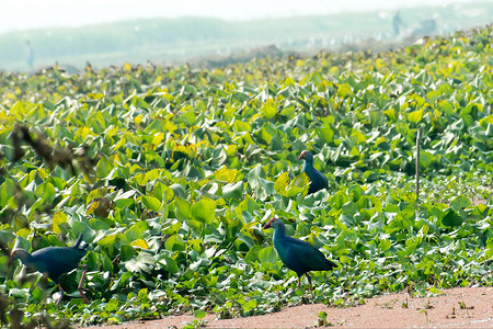 山水树鸟摄影照片_Moorhen 或沼泽母鸡的特写镜头，一只鸡大小的红嘴鸟在湖区收集食物，池塘上有开花的水葫芦（Eichhornia crassipes）。 