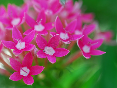 五角星粉红色的白花