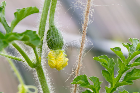 西瓜小卵巢与一朵花在温室里