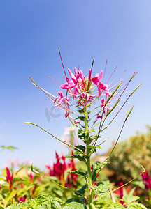 Cleome spinosa linn 或蜘蛛花