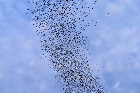 一群小鸭子卡通摄影照片_在傍晚的背景下，一群蝙蝠正飞来飞去寻找暮色天空的食物。