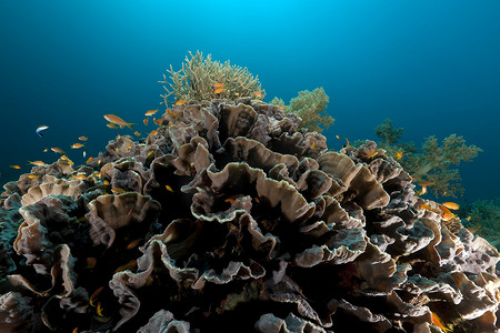 红海的象耳珊瑚 (mycedium elephantotus)。