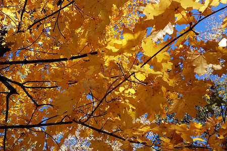 秋天森林中的迷人色彩 3