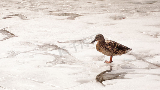 鸭子在融化的冰上行走。