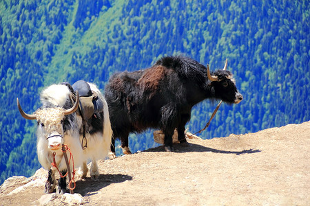 高加索山脉的两只毛茸茸的牦牛