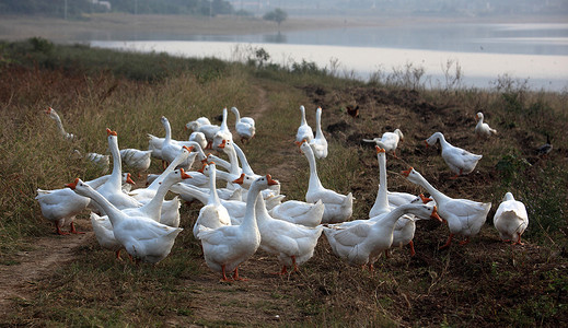 跑大白鹅摄影照片_“家禽、白鹅和鹅”