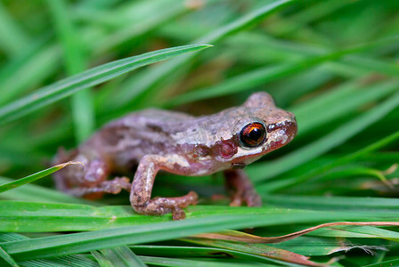 青蛙图片摄影照片_草地上的小红眼青蛙