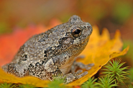 灰树蛙（Hyla versicolor）