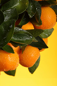 橙叶摄影照片_橙枝