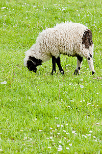 赛那摄影照片_“草地上的羔羊，波斯尼亚和黑塞哥维那”