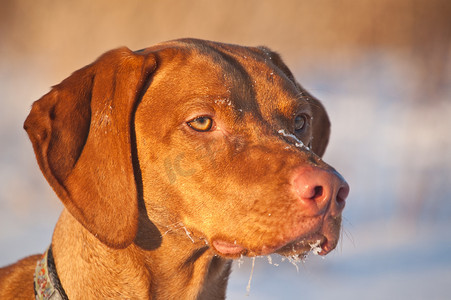 冬季 Vizsla 狗的特写肖像