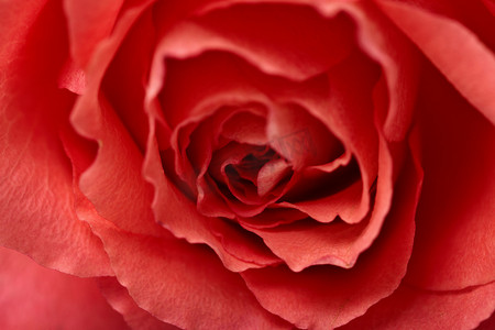 红色的花-玫瑰特写