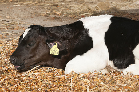 金牛送元宝摄影照片_Bos taurus 种的年轻奶牛（奶牛）。