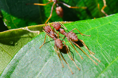 观察蚂蚁摄影照片_韦弗蚂蚁或绿蚂蚁 (Oecophylla smaragdina)
