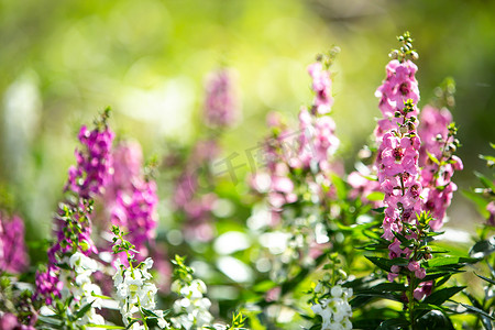 丹参在花园里绽放，粉红色，紫色花朵，光影，模糊和散景背景，有选择的焦点