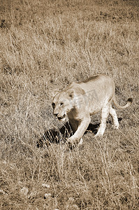 四大名著插画摄影照片_狮子是豹属四大猫科动物之一