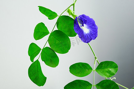 “蝴蝶豌豆花，用于美容和食用色素”