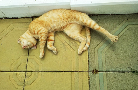 一只红毛条纹小猫侧身睡在人行道上，双腿向后伸展。