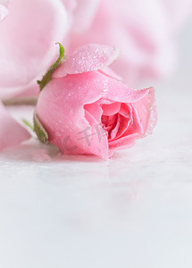 美丽的粉红色玫瑰与白色大理石上的水滴。