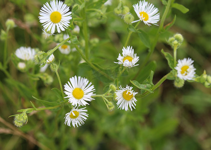 Erigeron annuus、一年生蓬、雏菊蓬或东部雏菊蓬