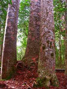贝壳杉树 - Waipoua 森林