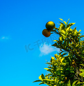 酸性摄影照片_有果子和绿叶的橙树，自然生长的橙子，健康饮食