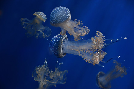 一只水母在蓝光下在水中游泳