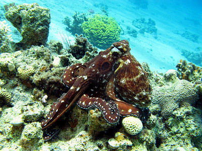 与章鱼的珊瑚礁在热带海底在蓝色水背景