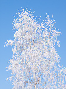 桦树上的白霜