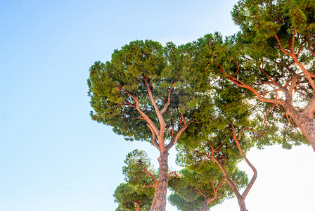 Pinus pinea，又称意大利石松、伞松